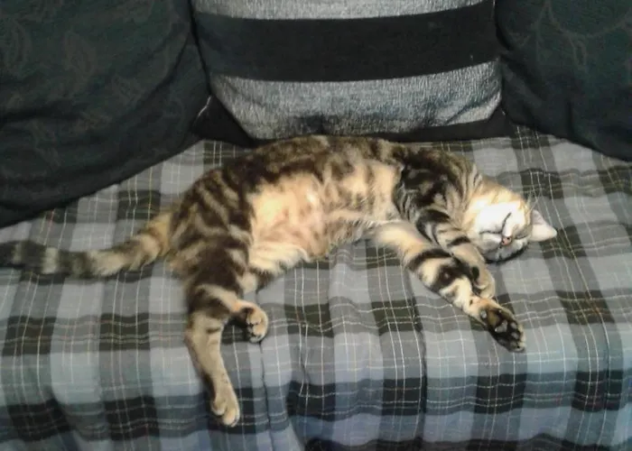 فندق مبيت وإفطار Adriana